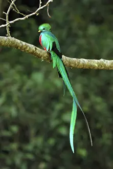 Resplendent: Resplendent Quetzal - male