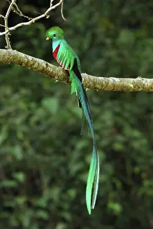 Resplendent: Resplendent Quetzal - male