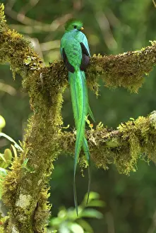 Resplendent: Resplendent Quetzal - male