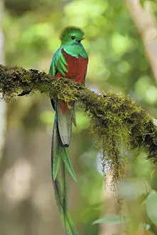 Resplendent: Resplendent Quetzal - male