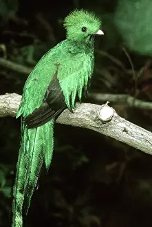 Resplendent: Resplendent QUETZAL - male, perched, side view