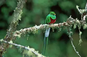 Resplendent: Resplendent QUETZAL - perched on lichen covered branch