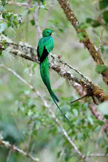 Resplendent: Resplendent Quetzal (Pharomachrus mocinno) on a