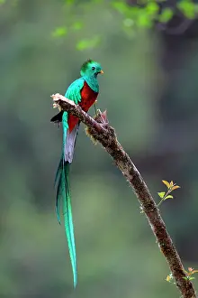 Resplendent: Resplendent Quetzal (Pharomachrus mocinno) on a