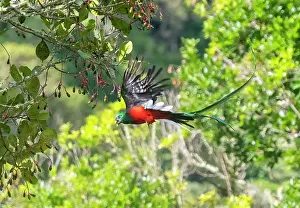 Jim Zipp: Resplendent Quetzal, Pharomachrus mocinno