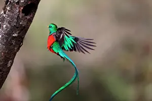 Flaps: Resplendent Quetzal (Pharomachrus mocinno) in fl