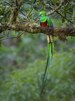 Resplendent: Resplendent Quetzal (Pharomachrus mocinno), male