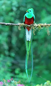 Resplendent: Resplendent Quetzal (Pharomachrus mocinno) sits