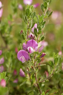 Repens: Rest-Harrow - close up of flower