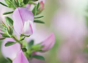 Restharrow: Restharrow