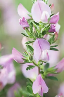 Restharrow: Restharrow