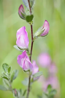 Restharrow: Restharrow
