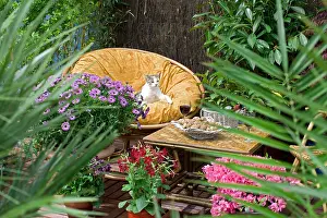 Tables: Resting cat on a flowered garden terrace