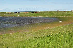 Machair: Resting Cattle - On Machair