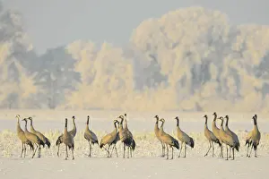 Cranes: Resting cranes (grus grus) in snowy winter landscape