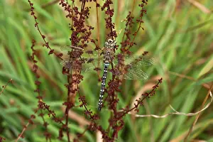 Aeshna: Resting Migrant Hawker (Aeshna mixta). Allindelille