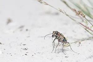 Flashlight: Resting Northern Dune Tiger Beetle (Cicindela h
