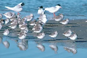 Sanderling: Resting Shorebirds