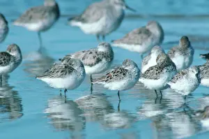Sanderling: Resting Shorebirds