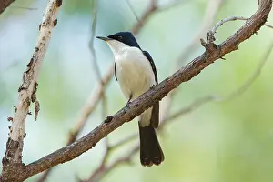 Myiagra: Restless Flycatcher