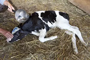 Infant: Resuscitation of a newborn calf suffering from anoxia France