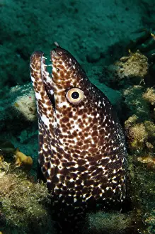 Muraena: Reticulate Moray (Muraena retifera), Bonaire