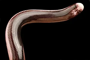 Worm: Reticulate Worm Snake (Amerotyphlops reticulatus