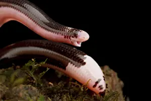 Worm: Reticulate Worm Snake (Amerotyphlops reticulatus