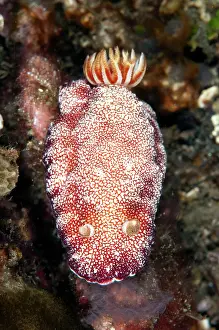 Retreat: Reticulated Chromodoris Nudibranch