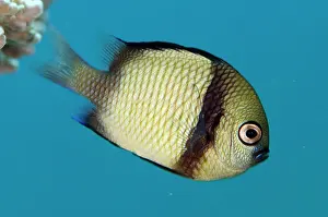 Reticulated: Reticulated Dascyllus