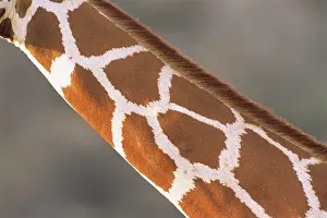 Reticulata: Reticulated Giraffe