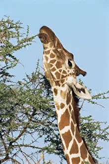 Browsing: Reticulated Giraffe