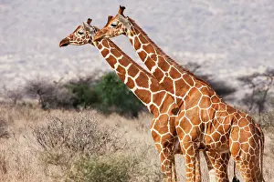 Reticulata: Reticulated Giraffe