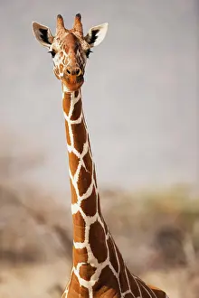 Reticulata: Reticulated Giraffe