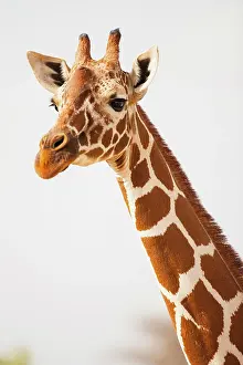 Reticulata: Reticulated Giraffe