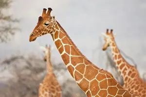 Reticulata: Reticulated Giraffe