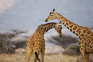 Nuzzling: Reticulated Giraffe