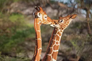 Nuzzling: Reticulated Giraffe