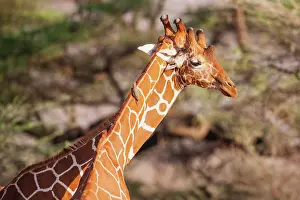 Nuzzling: Reticulated Giraffe