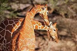 Nuzzling: Reticulated Giraffe