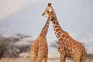 Nuzzling: Reticulated Giraffe