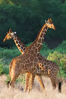 Reticulata: Reticulated Giraffe