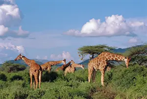 Reticulated: Reticulated Giraffe