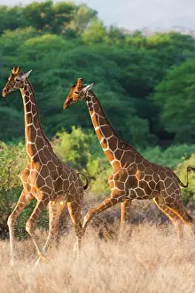 Reticulated: Reticulated Giraffe