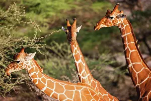 Reticulated: Reticulated Giraffe