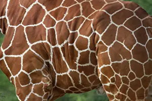 Reticulated: Reticulated Giraffe