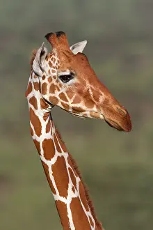 Reticulated: Reticulated Giraffe