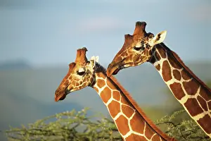 Reticulated: Reticulated Giraffe