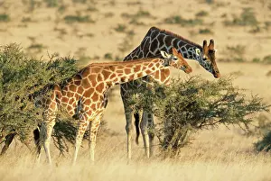 Reticulated: Reticulated Giraffe