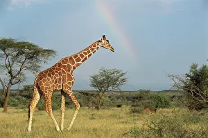 Reticulated: Reticulated Giraffe